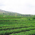英和綠茶 英和綠茶