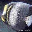 六帶蓋刺魚 六帶蓋刺魚
