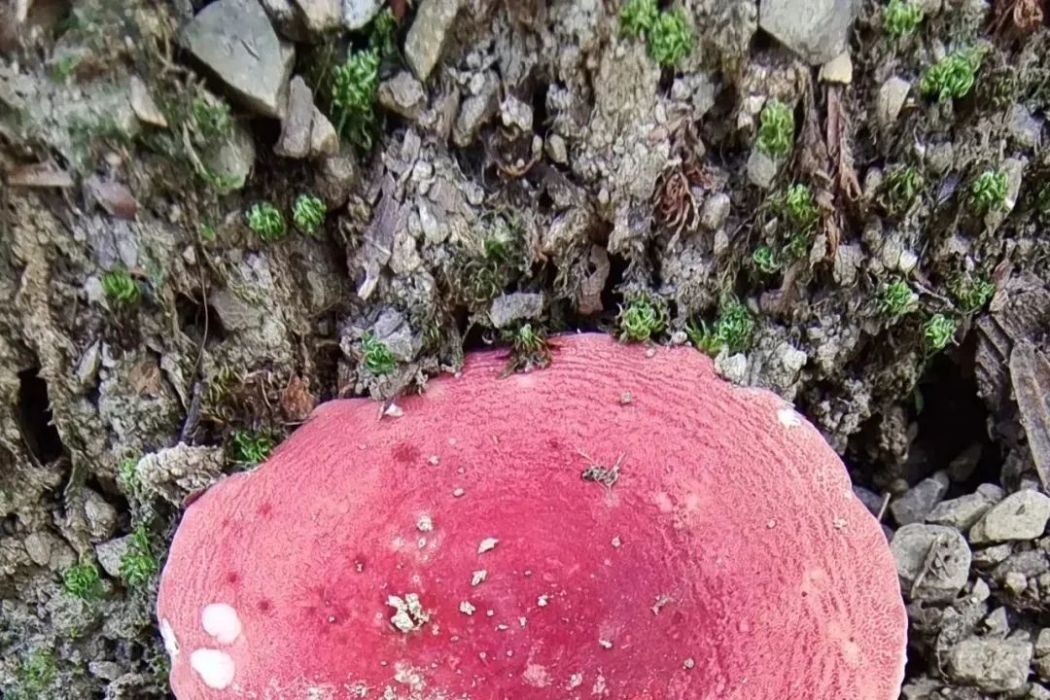 玫瑰小紅菇