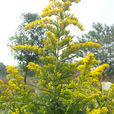 黃鶯(雜交花卉植物)