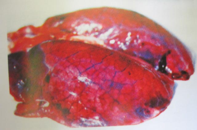 圖4 肺臟淤血、水腫