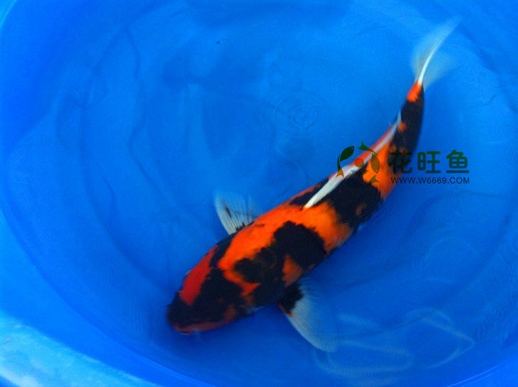 緋寫鯉魚 緋寫鯉魚