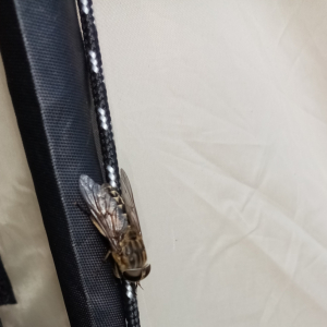 秋季虻