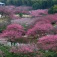 東方梅園 東方梅園