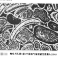 原生孔隙 原生孔隙