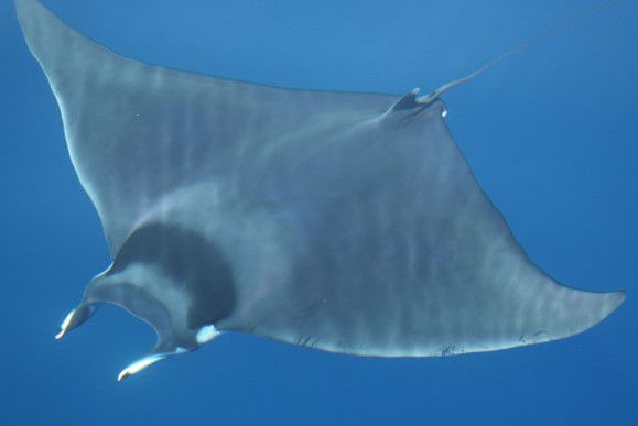 短尾腔蝠魚 短尾腔蝠魚