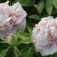 百花展翠 百花展翠