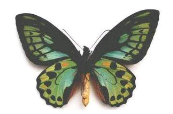 金斑喙鳳蝶指名亞種