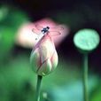 金色菡萏 金色菡萏