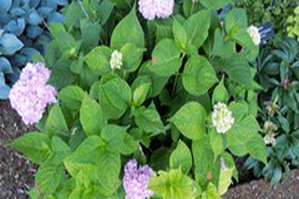 Hydrangea macrophylla \x27Grenan\x27 NANTUCKET BLUE Hydrangea macrophylla \x27Grenan\x27 NANTUCKET BLUE