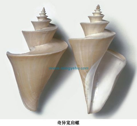 奇異寬肩螺 奇異寬肩螺