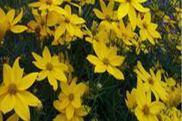 Coreopsis verticillata \x27Golden Gain\x27 Coreopsis verticillata \x27Golden Gain\x27