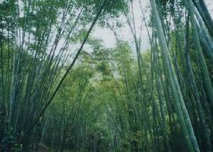 常綠闊葉林生態系統