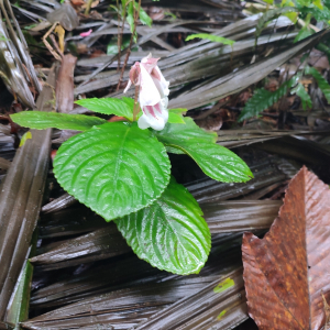 Gasteranthus delphinioides