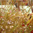 蠟花屬 蠟花屬