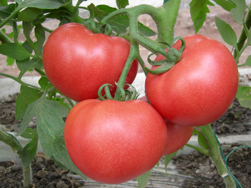 番茄育種