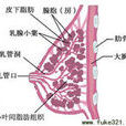 針灸豐胸 針灸豐胸