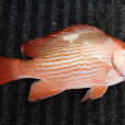 紅鰭笛鯛(儋州紅魚) 紅鰭笛鯛(儋州紅魚)