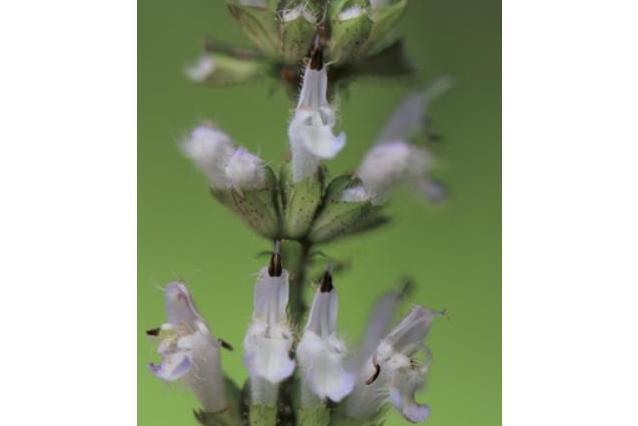 Salvia rosmarinus \x27Majorca Pink\x27