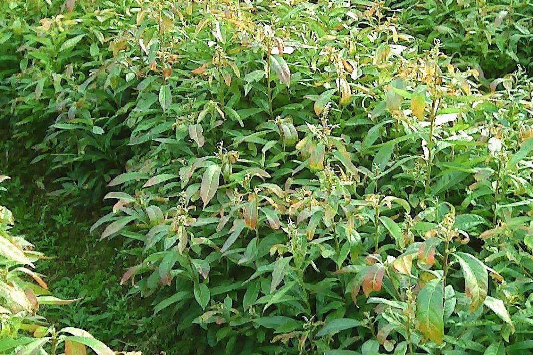 木荷福建33 木荷福建33