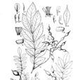 瓦山槐 瓦山槐