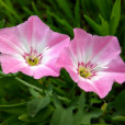 田旋花(扶秧苗) 田旋花(扶秧苗)