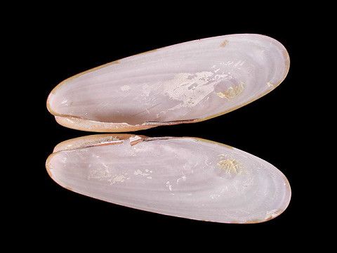 金石蜊 金石蜊