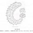 裸五角瓜參 裸五角瓜參
