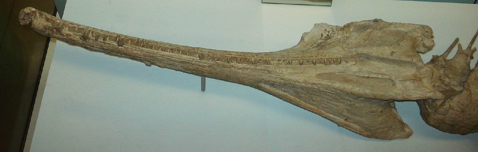 M. planirostris的頭顱骨