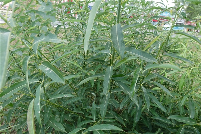簸箕柳p739 簸箕柳p739