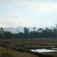 大為村 大為村