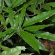 木姜子葉