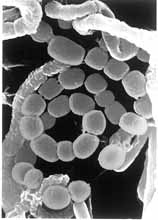 鏈黴菌孢子鏈