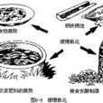 緩慢氧化 緩慢氧化