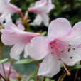 單花杜鵑 單花杜鵑