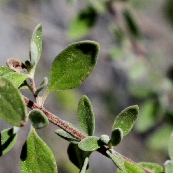 Poliomintha dendritica