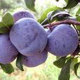 布朗果 布朗果