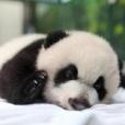 國際熊貓日(熊貓日（世界自然基金會發起設立節日）)