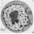 核仁(nucleolus) 核仁(nucleolus)
