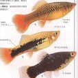 月光魚 月光魚