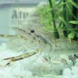 太湖1號 太湖1號