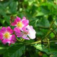 粉團薔薇