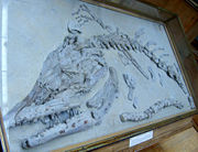 巴黎自然歷史博物館的化石