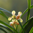 國魂(蘭科蘭屬植物) 國魂(蘭科蘭屬植物)