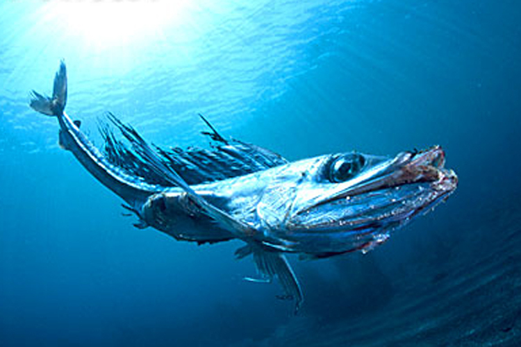 帆蜥魚屬 帆蜥魚屬