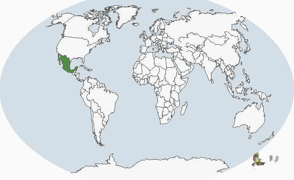 索島錐尾鸚鵡分布圖