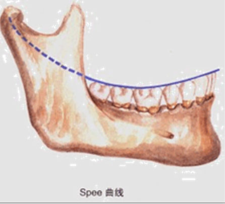 司匹曲線(spee曲線) 司匹曲線(spee曲線)