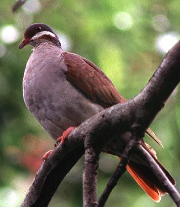 綠頂鶉鳩 綠頂鶉鳩