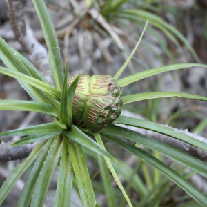 Pandanus biceps