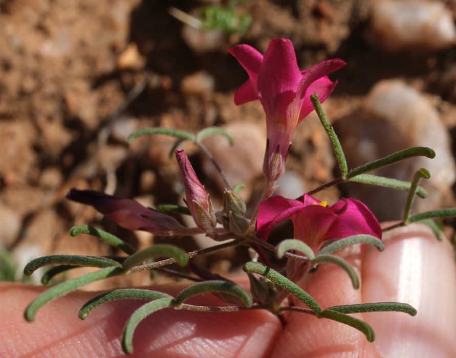 Oxalis helicoides